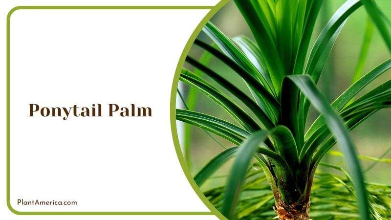 The Fascinating World of Ponytail Palm Plant America The Fascinating World of Ponytail Palm Plant America