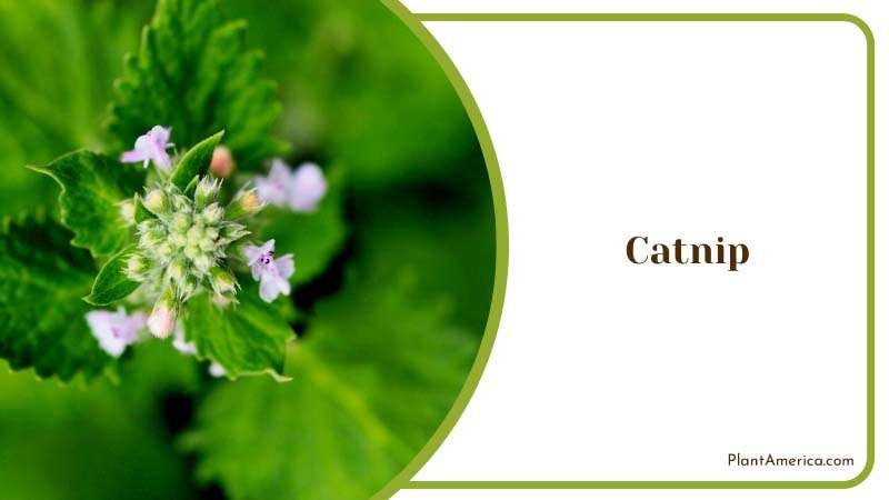 The Feline Favorite Catnip Plant America The Feline Favorite Catnip Plant America