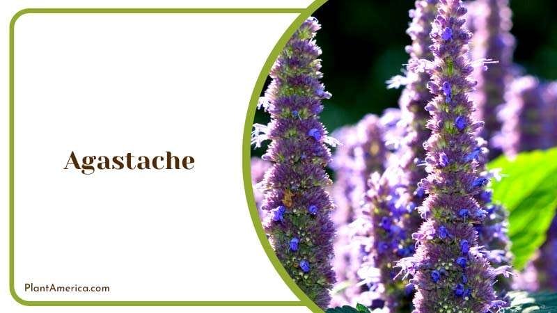 The Fragrant Agastache Flowers Plant America The Fragrant Agastache Flowers Plant America