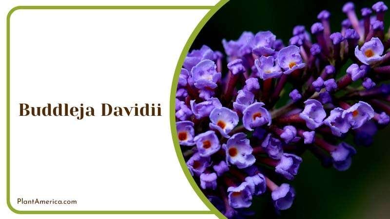 The Fragrant Blooms of Buddleja Davidii Plant America