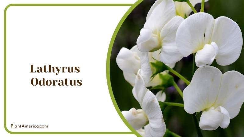 The Fragrant Lathyrus Odoratus Plant America