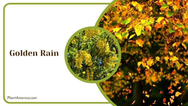 The Golden Rain Tree PlantAmerica