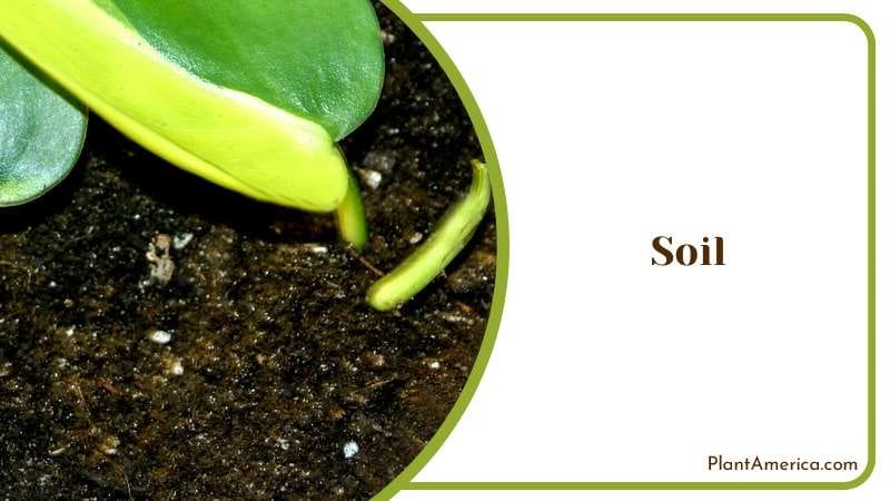 The Good Soil for this Kind of Plant Plant America