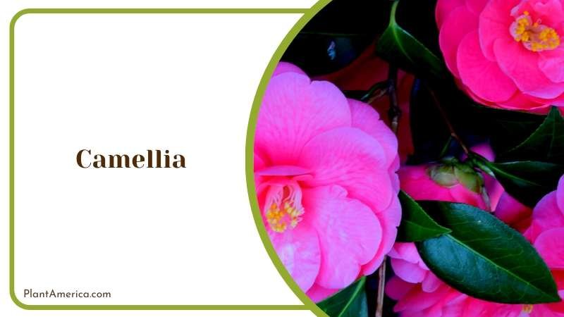 The Graceful Camellia Flower Plant America