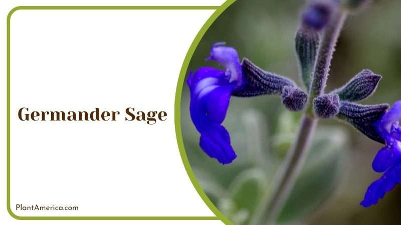 The Graceful Germander Sage Plant America