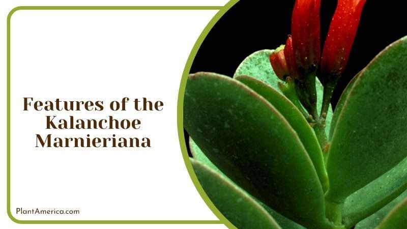 The Growth of the Kalanchoe Plant America The Growth of the Kalanchoe Plant America
