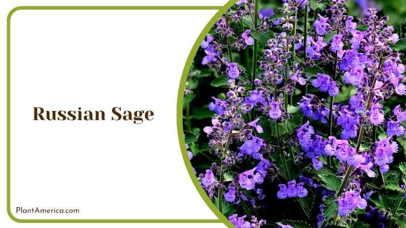 The Hardy Russian Sage Flower Plant America