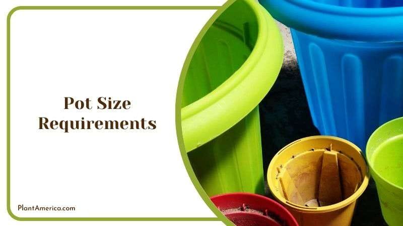 The Ideal Size Pot for Heart Fern Plant America The Ideal Size Pot for Heart Fern Plant America