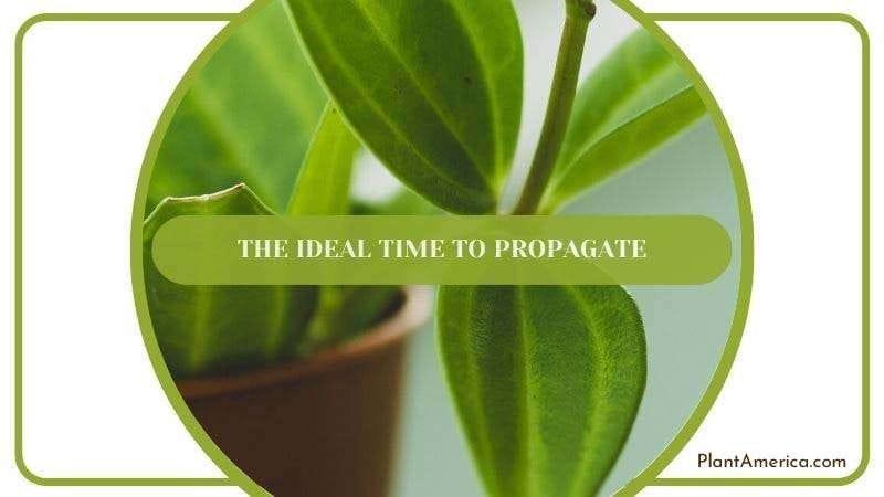 The Ideal Time to Propagate PlantAmerica