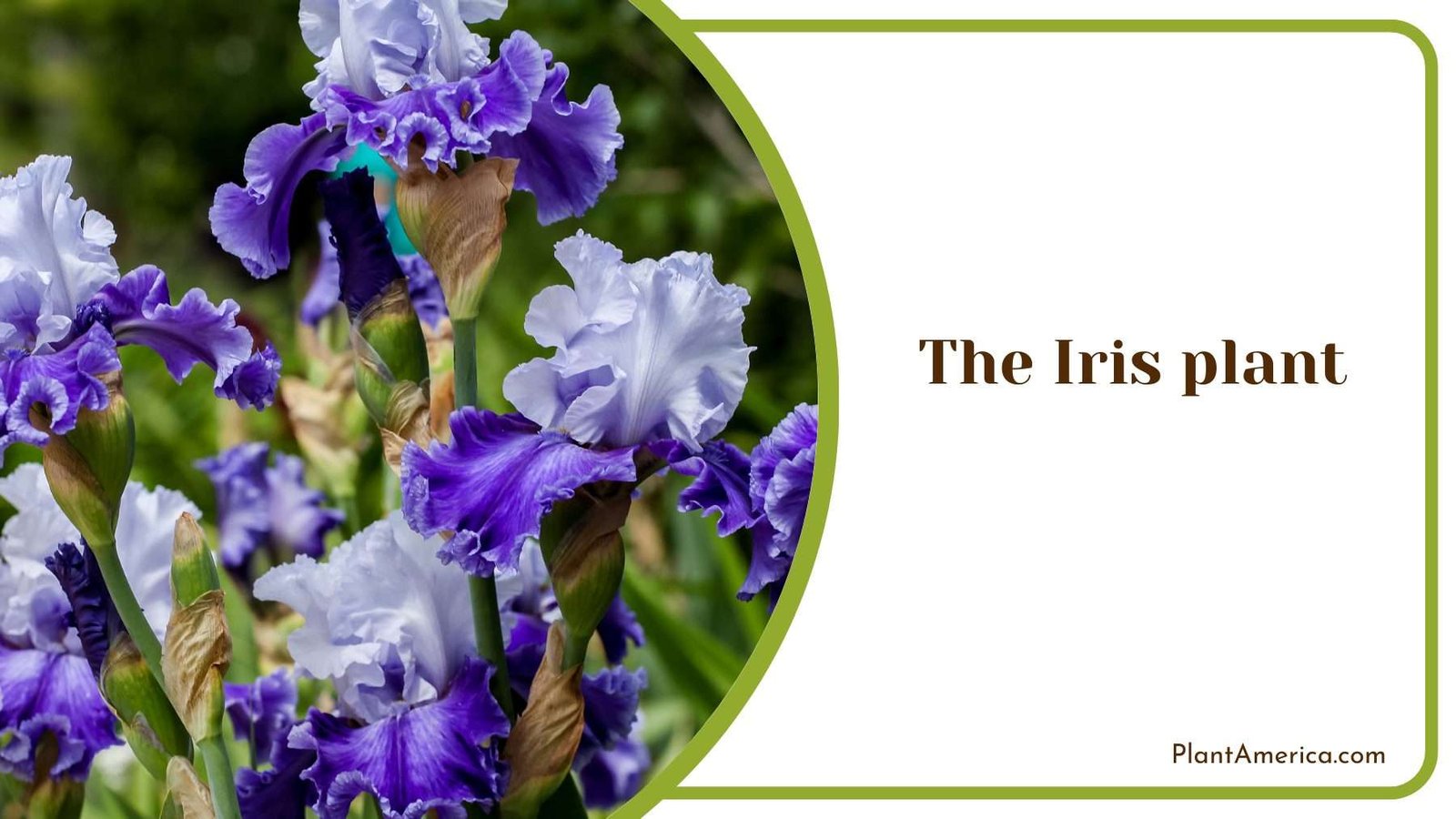 The Iris plant Plant America