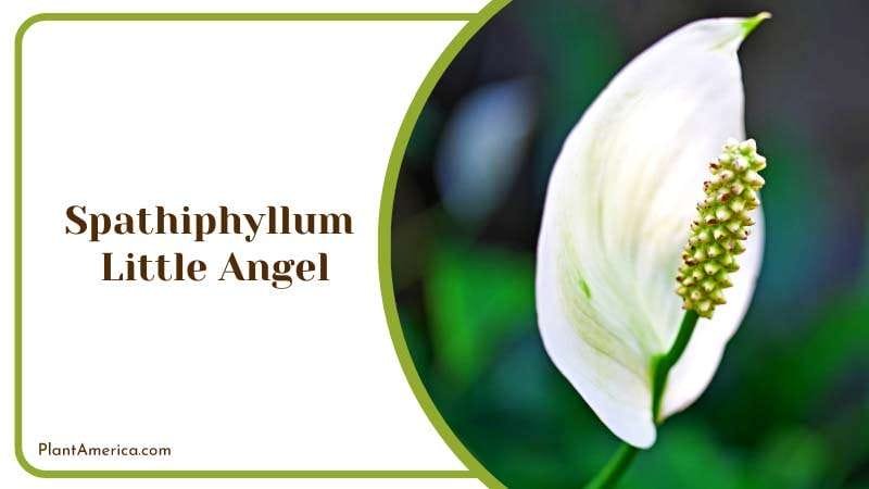 The Leaves are Deep Green and Glossy PlantAmerica