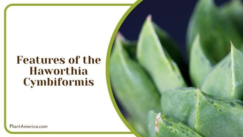 The Leaves of Haworthia Cymbiformis Plant America