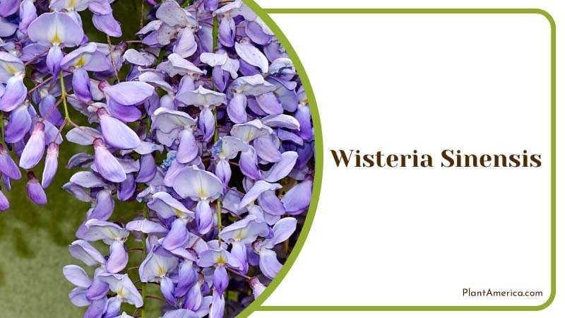 The Magnificent Wisteria Sinensis Plant America The Magnificent Wisteria Sinensis Plant America