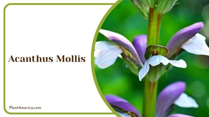 The Majestic Acanthus Mollis Plant America The Majestic Acanthus Mollis Plant America