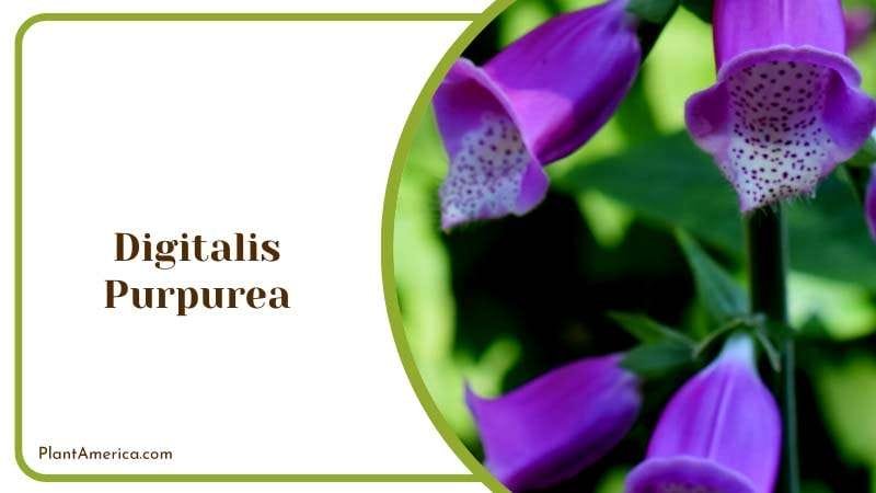 The Majestic Digitalis Purpurea Plant America