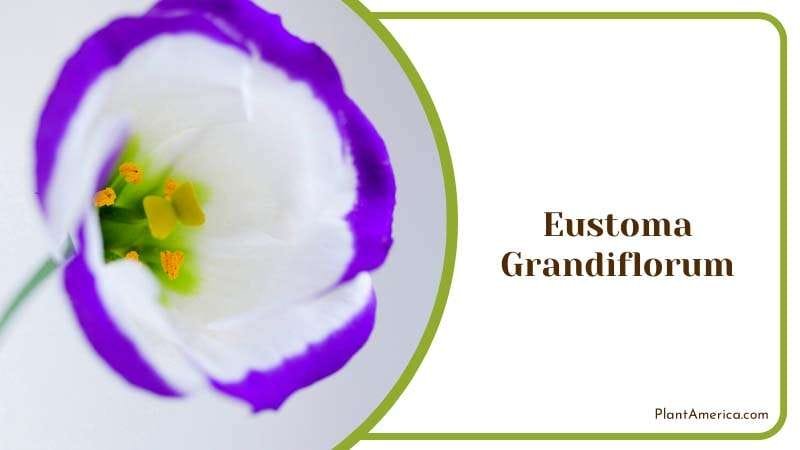 The Majestic Eustoma Grandiflorum Plant America