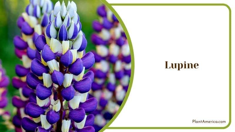 The Majestic Lupines Flower Plant America The Majestic Lupines Flower Plant America