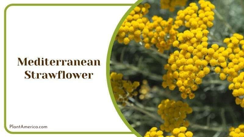 The Mediterranean Strawflower Curry Plant Asteraceae Plant America