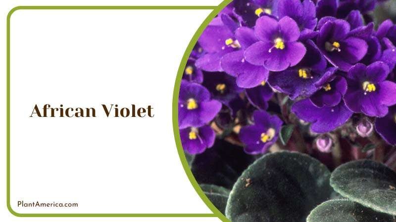 The Miniature Marvel of African Violet Plant America
