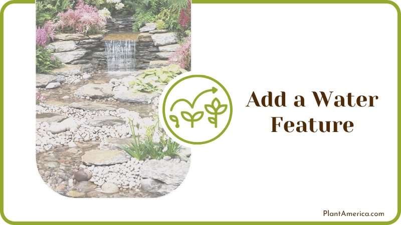 The Muddy Spot for Water Feature Plant America