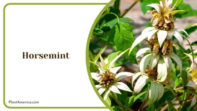 The Natural Mosquito Repellent 2 PlantAmerica