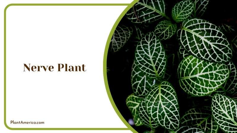 The Nerve Plants Striking Stripes Plant America