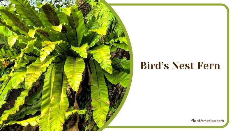 The Nesting Nature of Nest Fern Plant America
