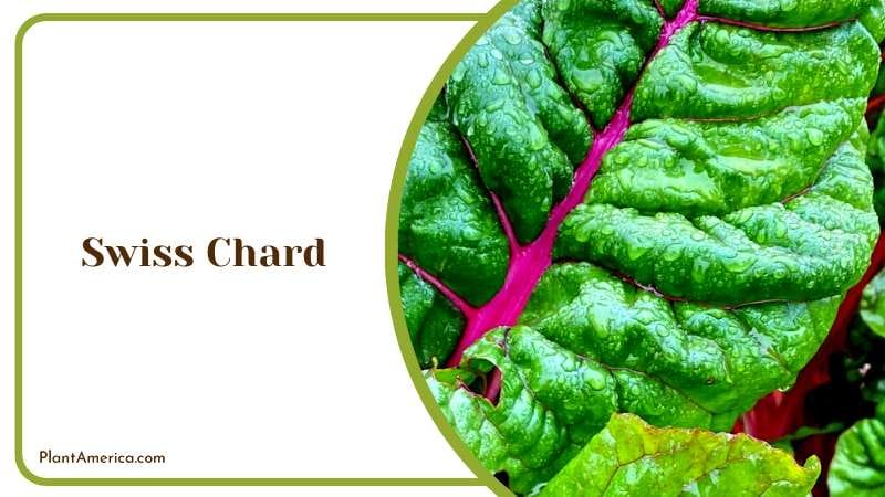 The Nutritious Swiss Chard Plant America The Nutritious Swiss Chard Plant America
