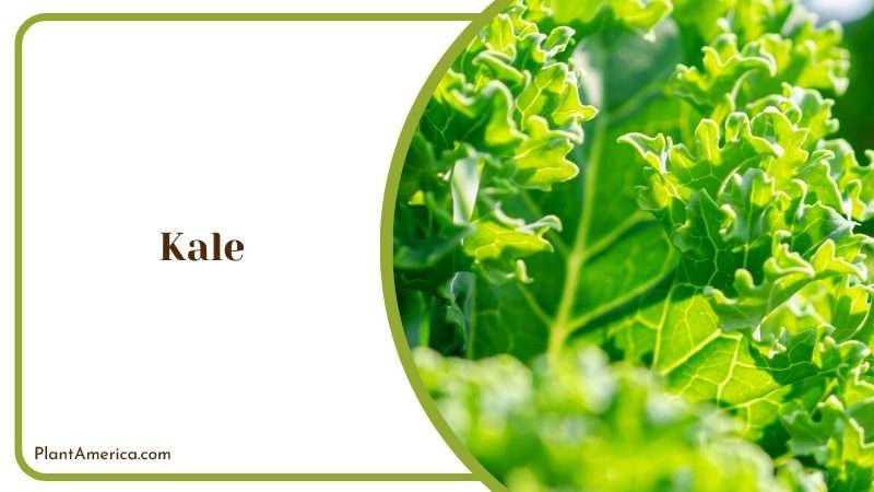 The Nutritious and Hardy Superfood Plant America The Nutritious and Hardy Superfood Plant America