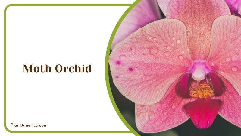 The Orchid Opulence in a Garden Plant America