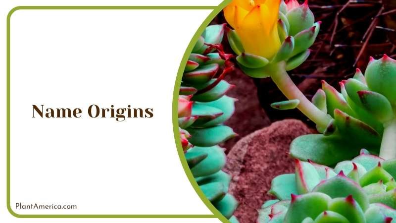 The Origin of Echeveria Derenbergii Plant America