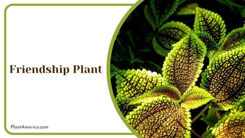 The Pal Friendship Plant in Garden Plant America