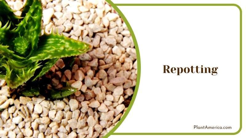 The Perfect Houseplant Plant America