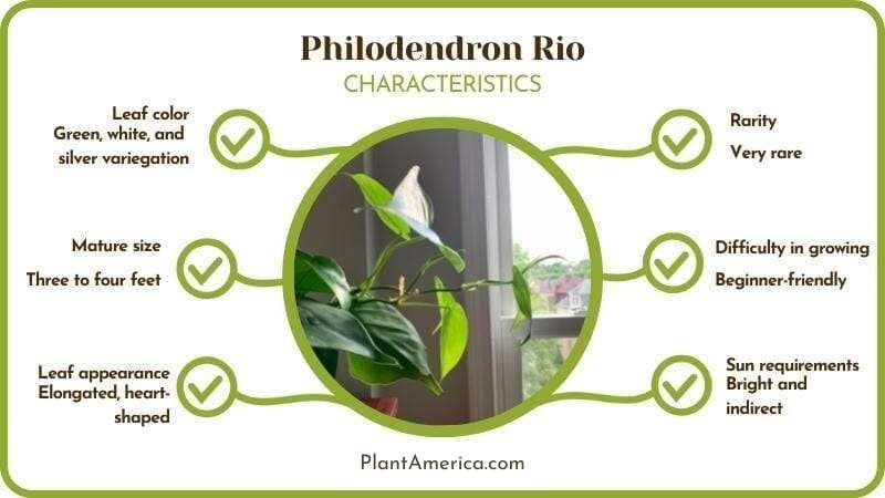 The Philodendron Rio Characteristics Plant America