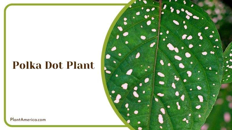 The Polka Dot Pop Plant Plant America