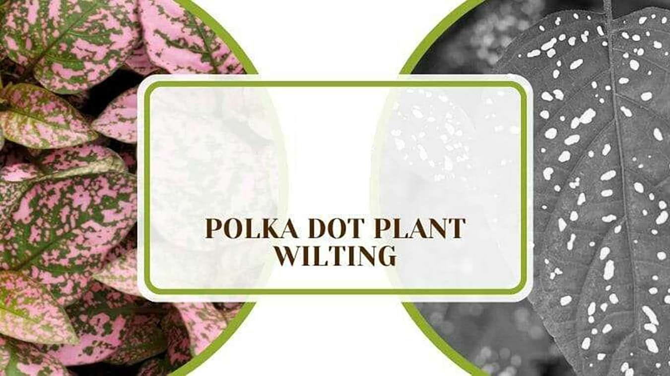 The Pot of Polka Dot Plant PlantAmerica Polka Dot Plant Wilting – The Causes and What You Can Do About It