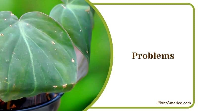The Problems of House Plant Plant America