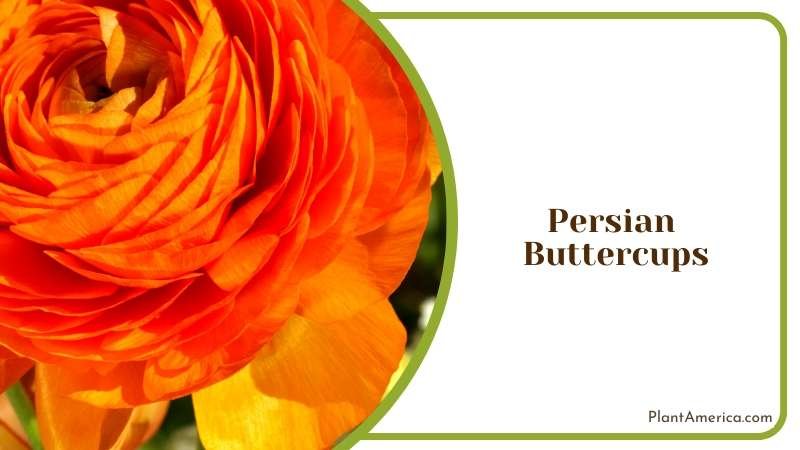 The Radiant Persian Buttercups Plant America