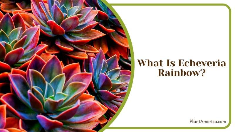 The Radiant Rainbow Echeveria Plant America