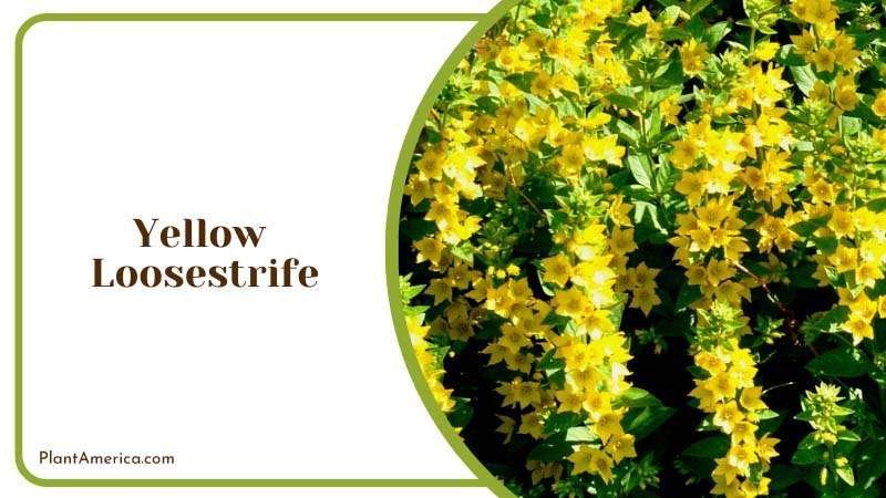 The Radiant Yellow Loosestrife Plant America 1