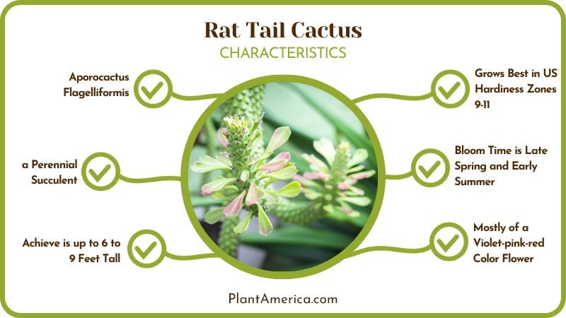 The Rat Tail Cactus Plant America