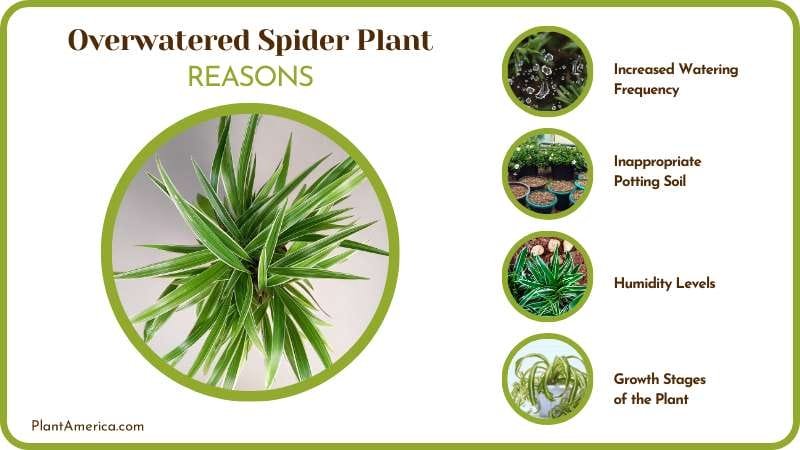 The Reasons Behind Spider Plant Overwatered Plant America