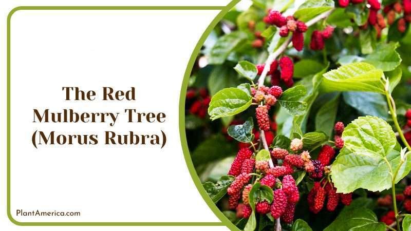 The Red Mulberry Tree Plant America