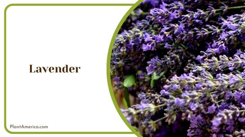 The Relaxing Lavender Flower Plant America