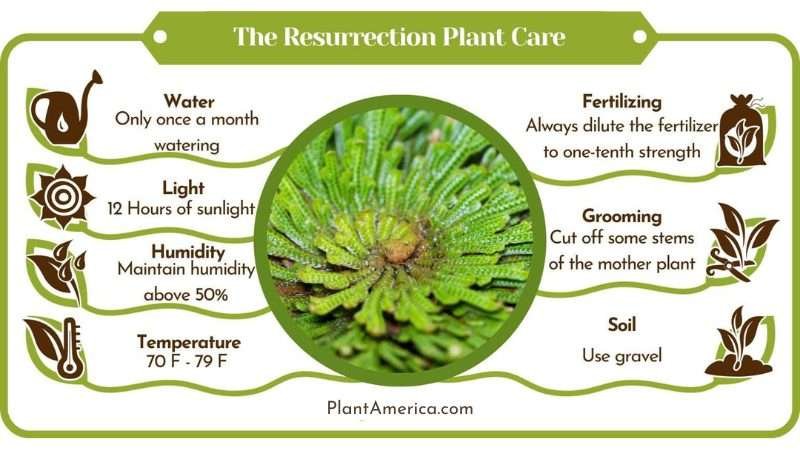 The Resurrection Care Infographic Plant America The Resurrection Plant (Selaginella Lepidophylla) Care Clarified