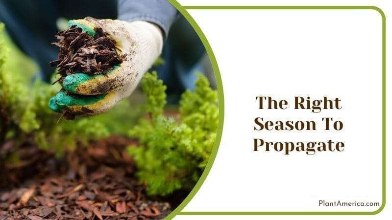 The Right Season To Propagate Plant America