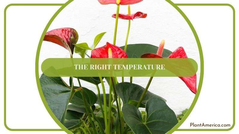 The Right Temperature for Anthuriums