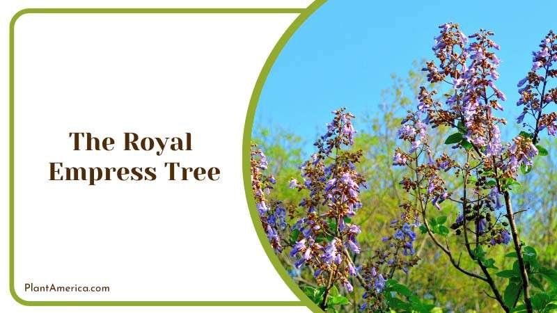 The Royal Empress Tree in Garden