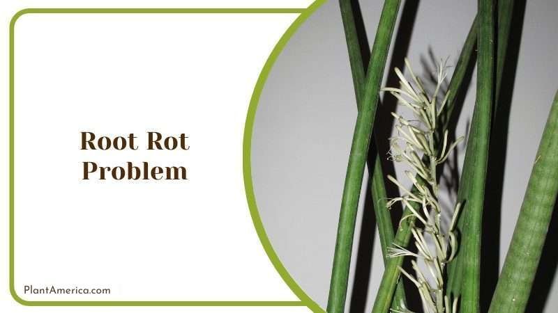 The Sansevieria Bacularis Plant America