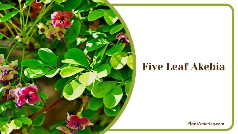 The Secrets of the Five Leaf Akebia Plant America